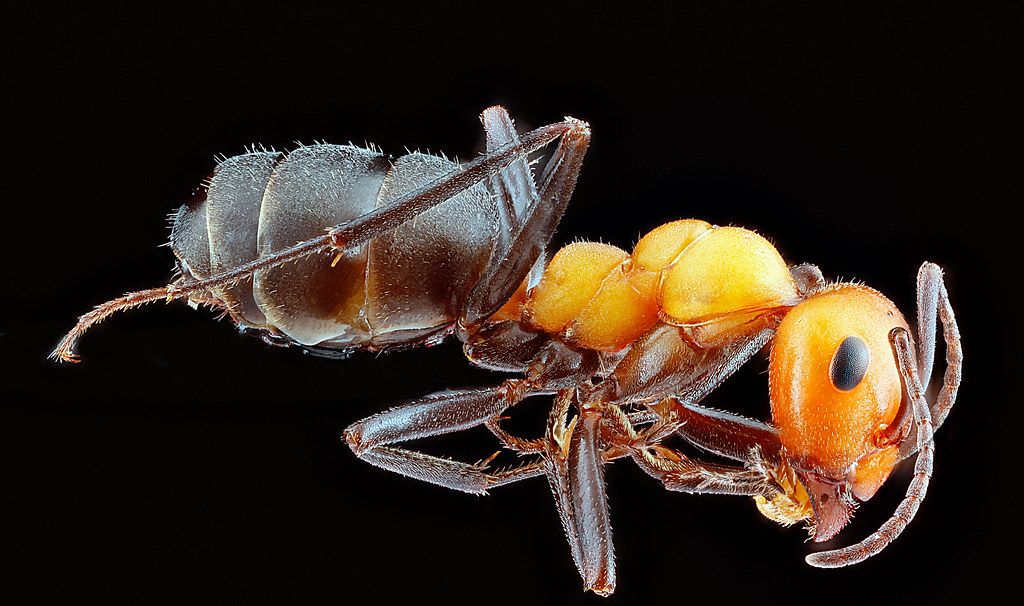 Ant Control service in Killeen, TX