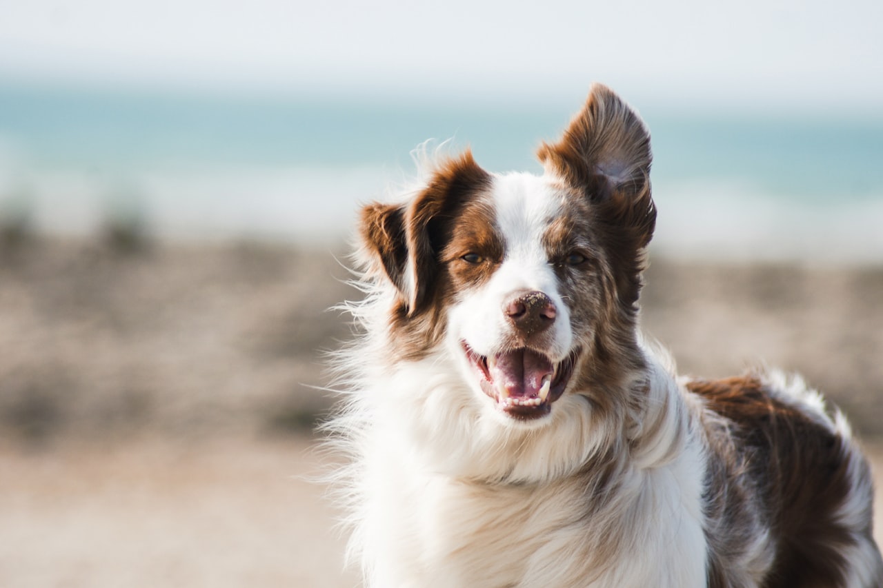 Flea & Tick Control service in Killeen, TX