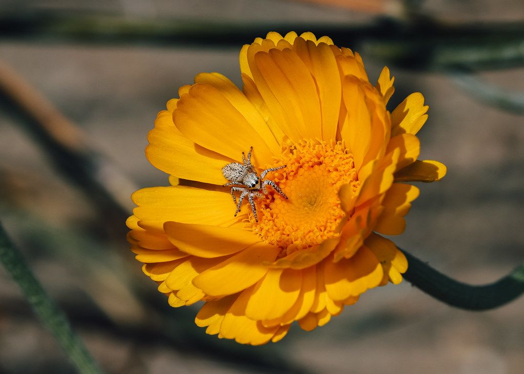 Spider Control service in Killeen, TX